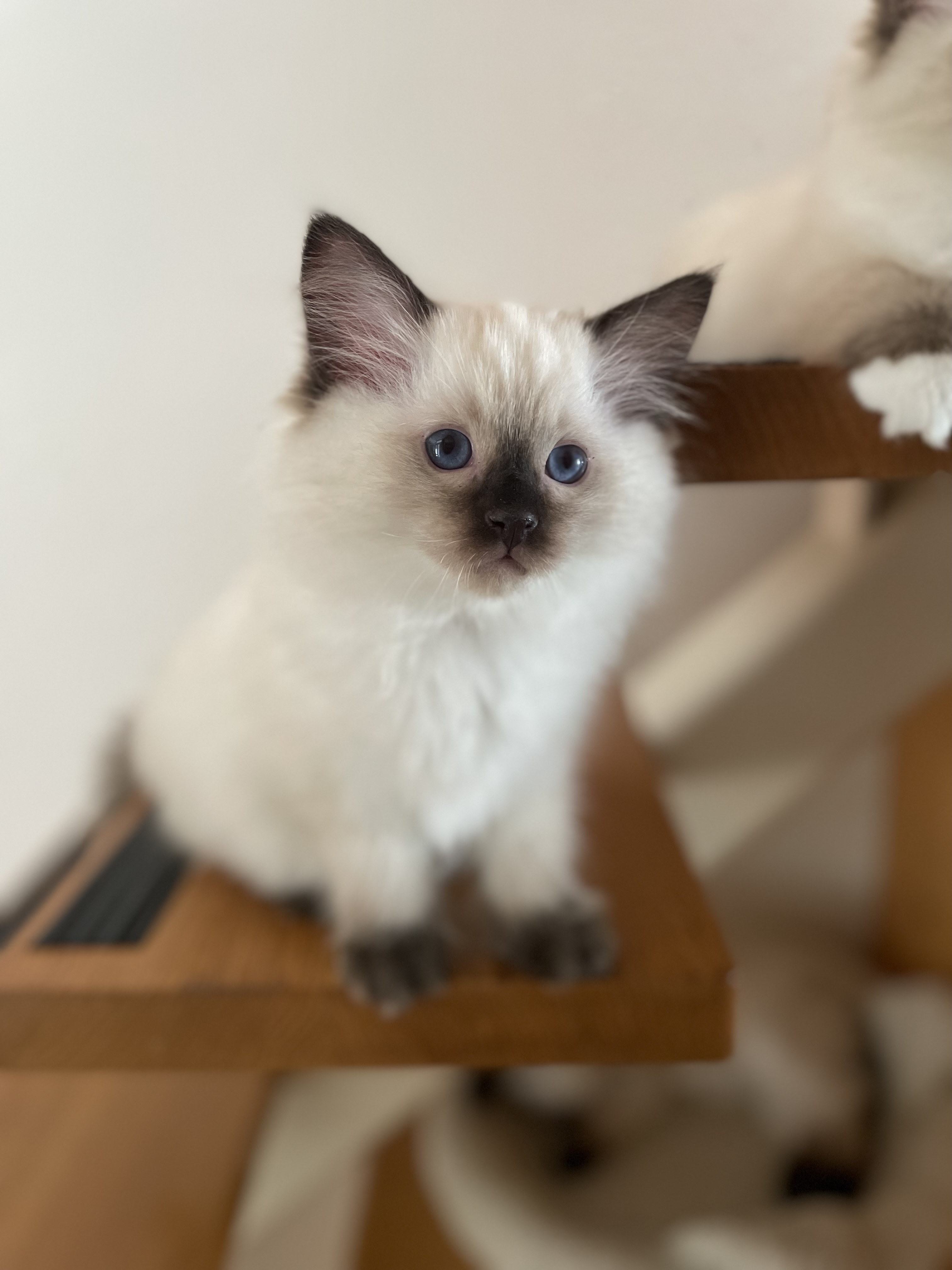 Faelinis Ragdolls Monika Stadlmeyr Faelinis Ragdolls
